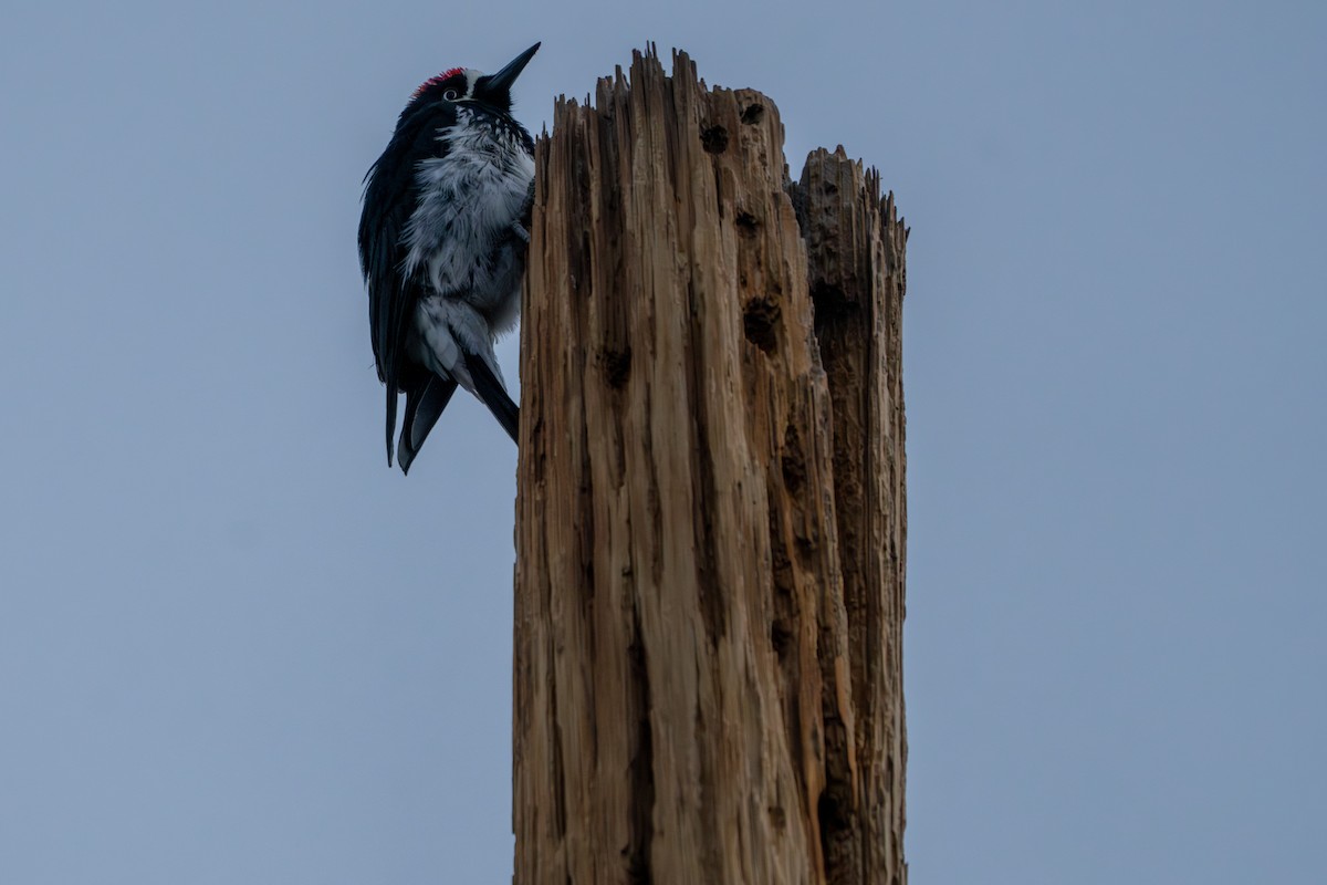 Acorn Woodpecker - Phillip Stosberg