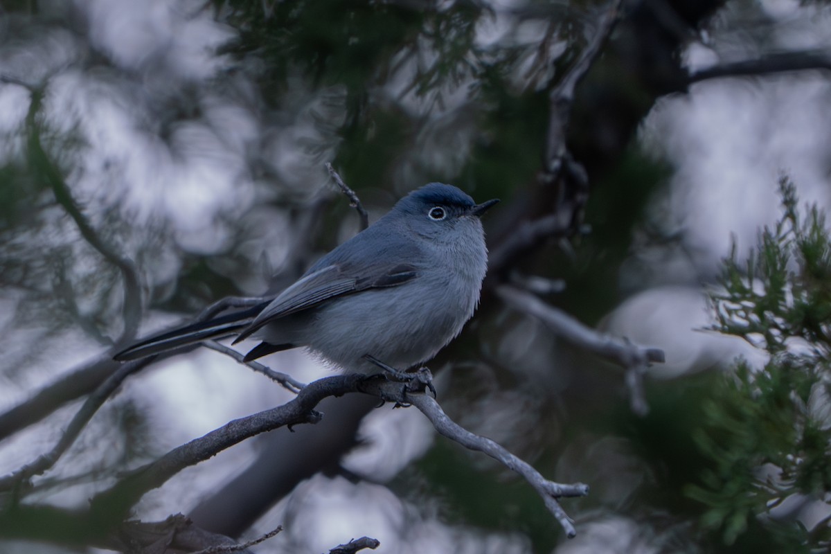 Blue-gray Gnatcatcher - Phillip Stosberg