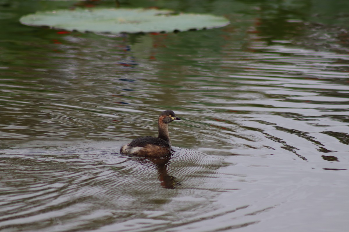 Australasian Grebe - ML616803037