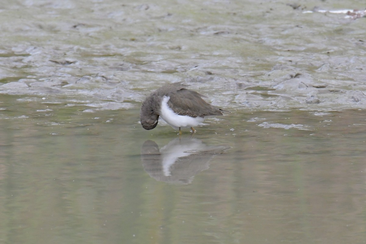 Spotted Sandpiper - ML616803047