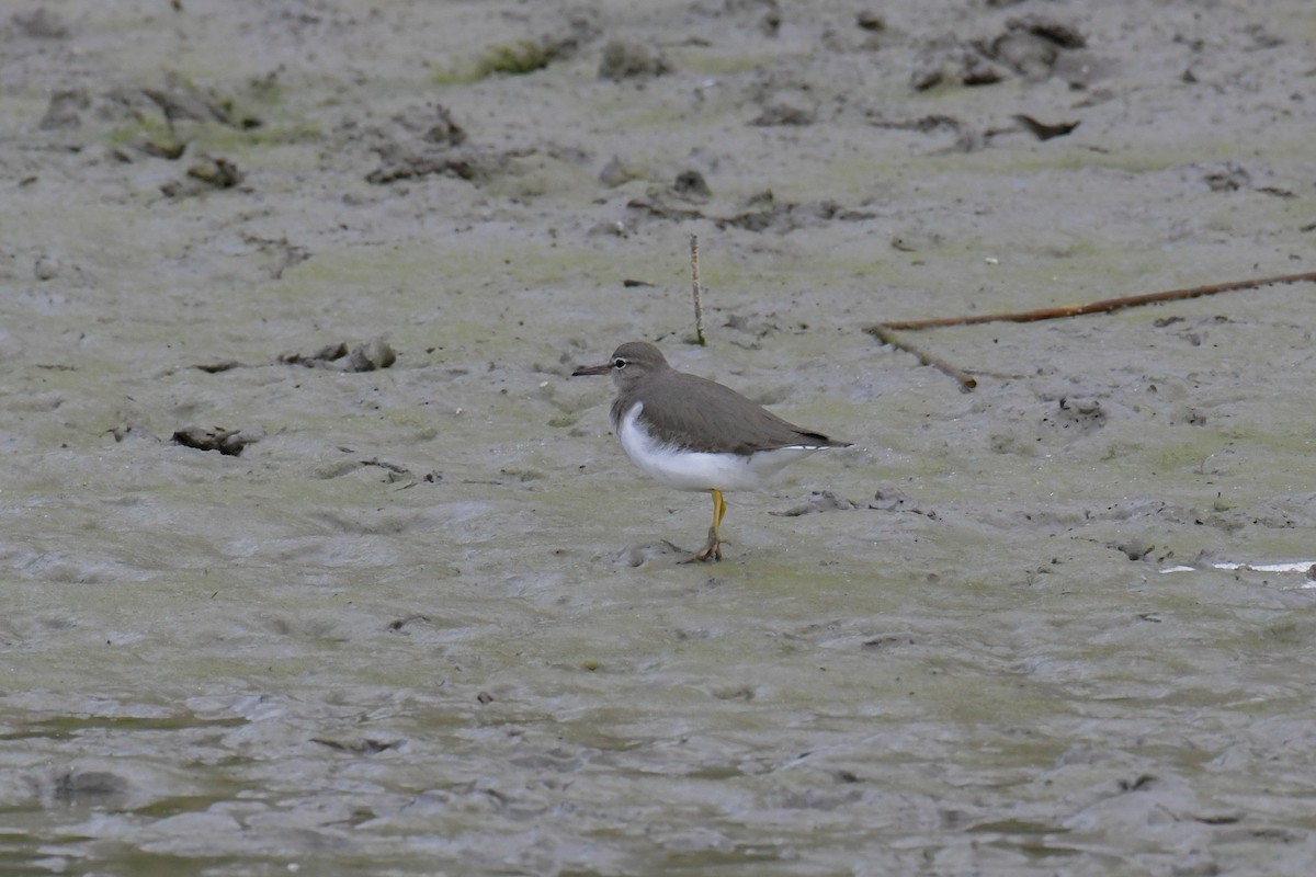 Spotted Sandpiper - ML616803048