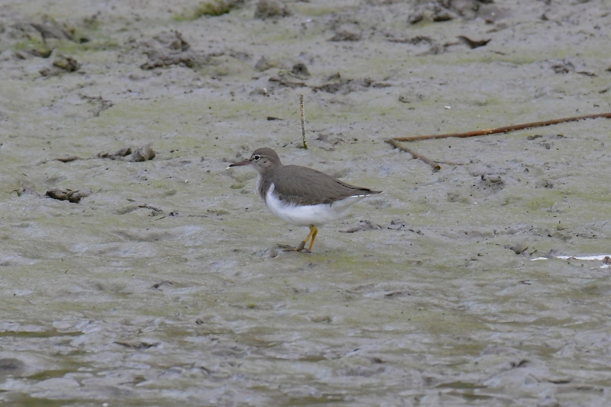 Spotted Sandpiper - ML616803049