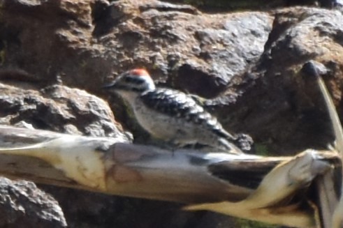 Nuttall's/Ladder-backed Woodpecker - ML616803060