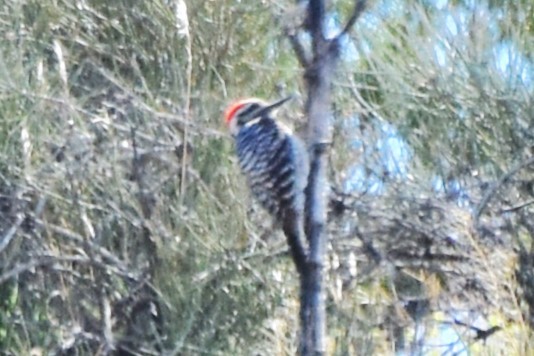 Nuttall's/Ladder-backed Woodpecker - ML616803061