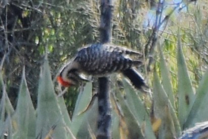 Nuttall's/Ladder-backed Woodpecker - ML616803063