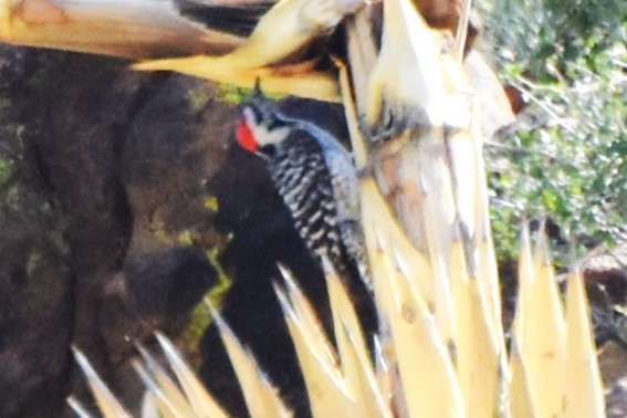 Nuttall's/Ladder-backed Woodpecker - ML616803064