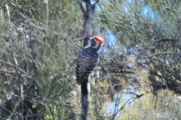 Nuttall's/Ladder-backed Woodpecker - ML616803065