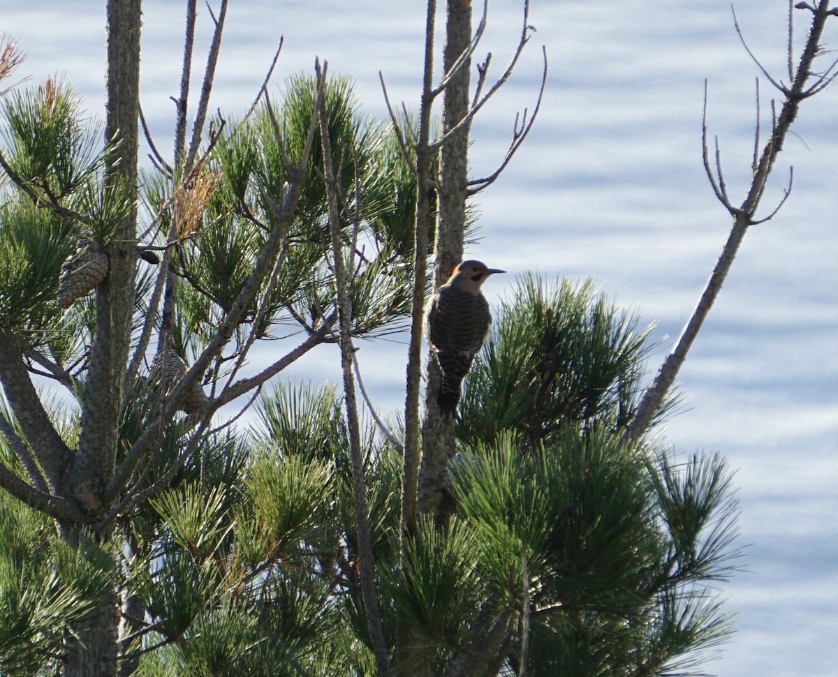 Northern Flicker (Yellow-shafted) - ML616803074