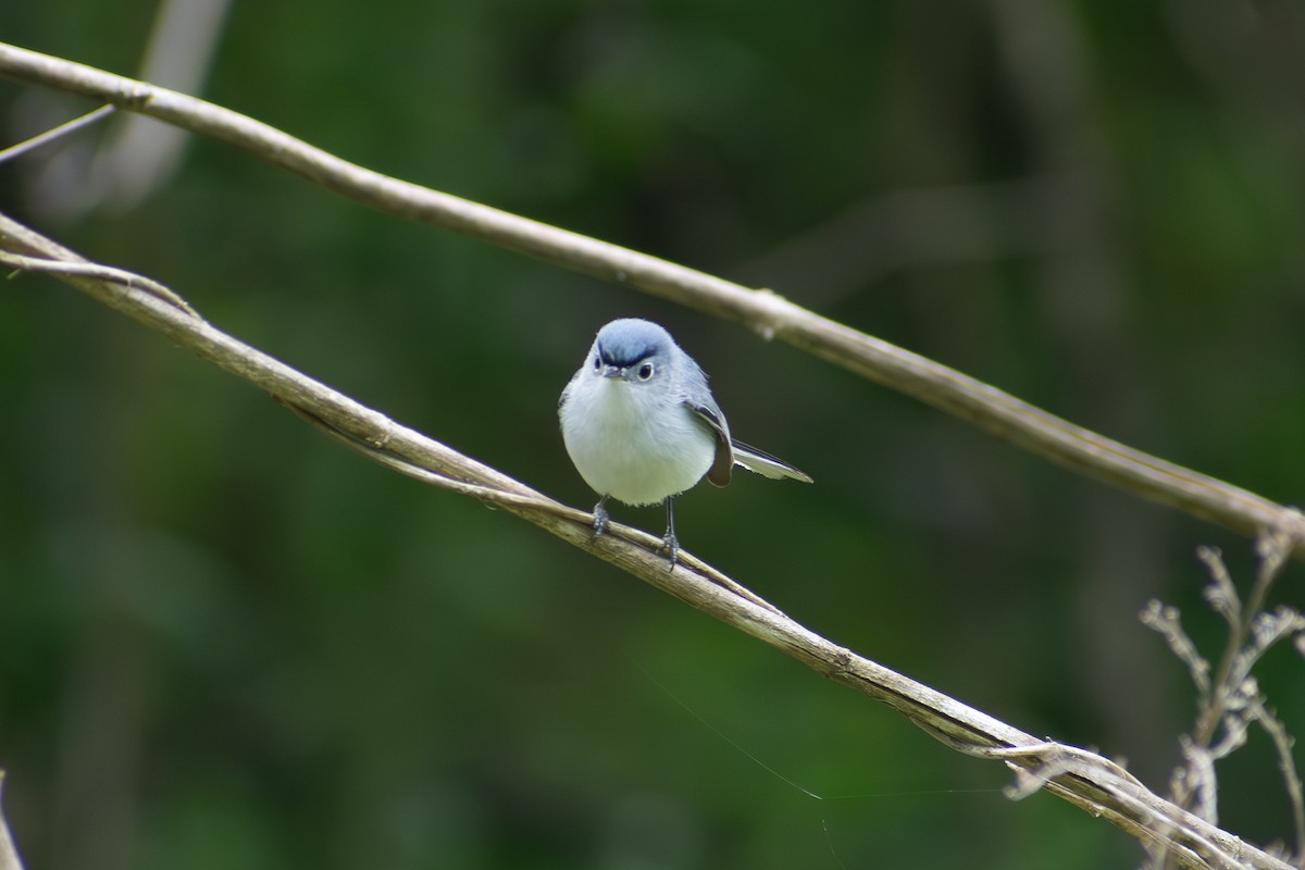 Blue-gray Gnatcatcher - ML616803081