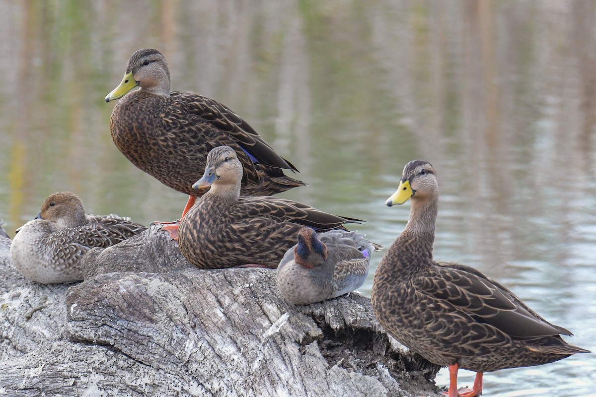 Mottled Duck (Gulf Coast) - ML616803088