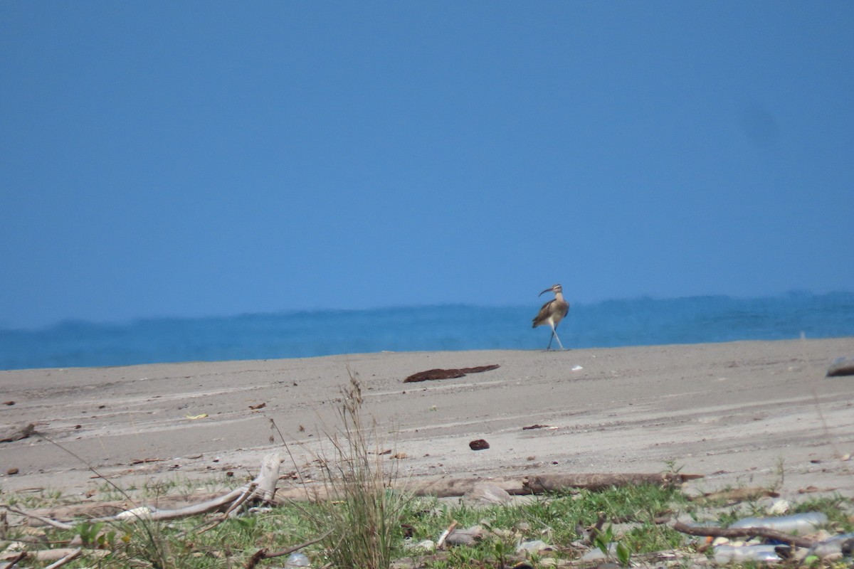 Whimbrel - Susan Ballinger