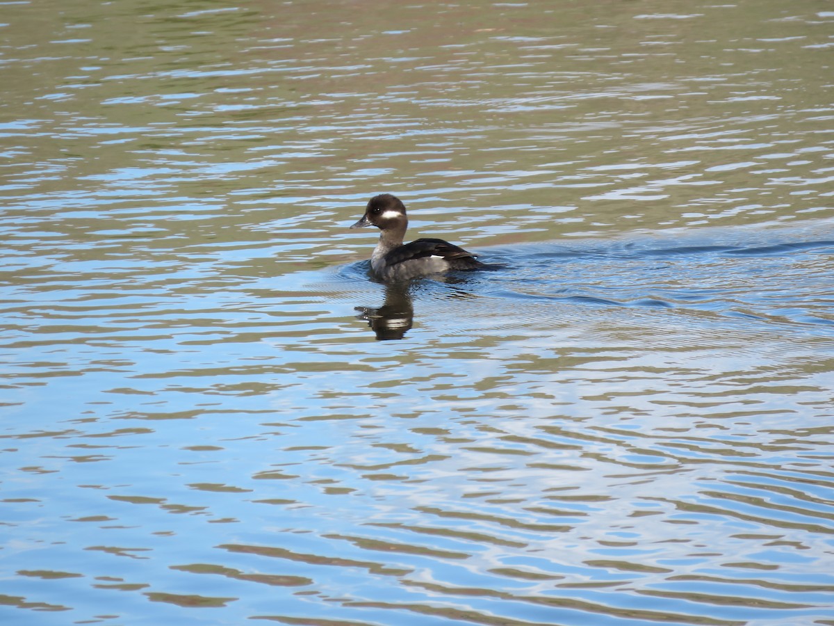 Bufflehead - ML616803093