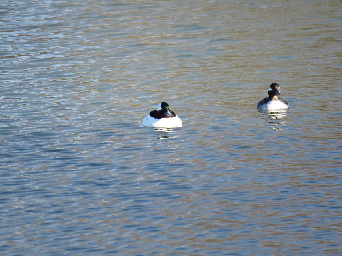 Bufflehead - ML616803094