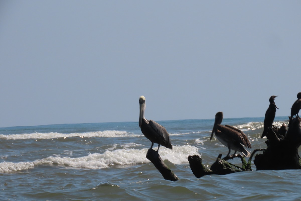 Brown Pelican - ML616803134