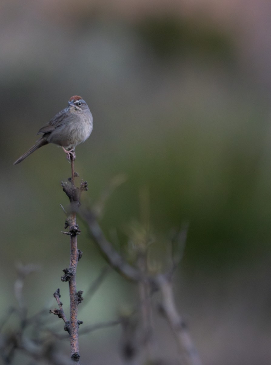 Rufous-crowned Sparrow - Phillip Stosberg