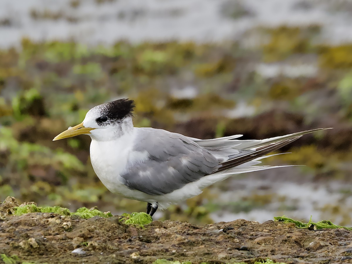 Great Crested Tern - ML616803140