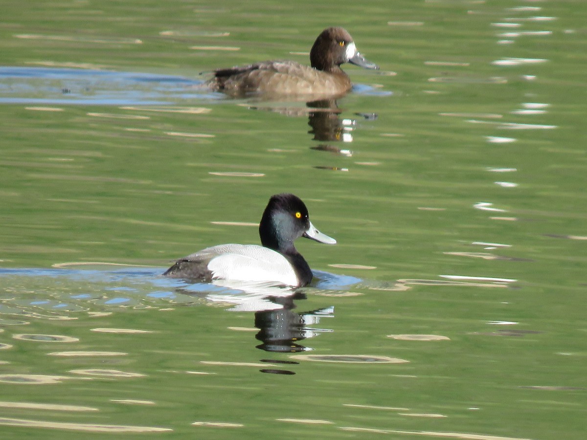 Lesser Scaup - ML616803162