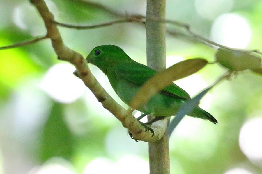 Green Broadbill - Robert Dolezal