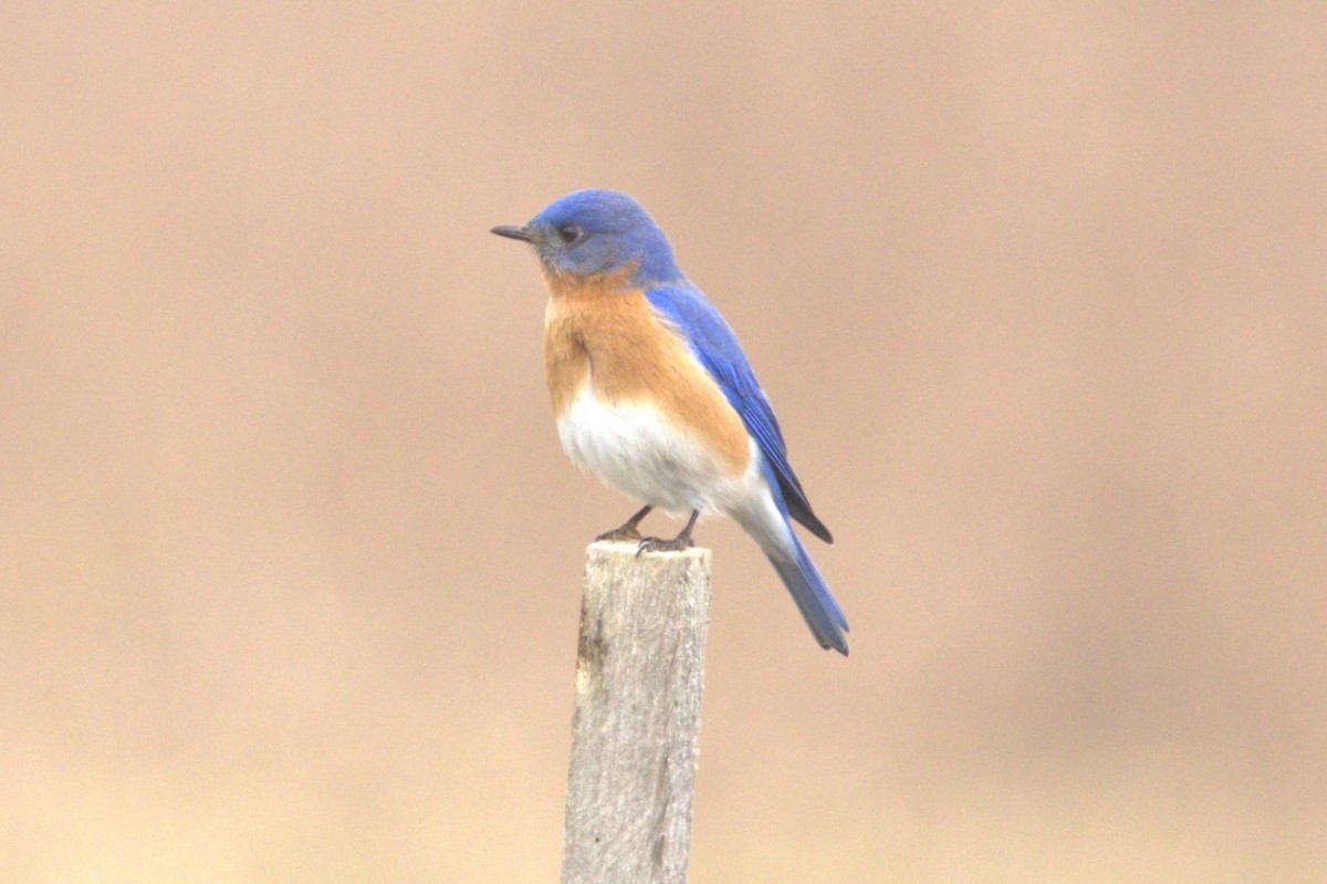 Eastern Bluebird - ML616803333