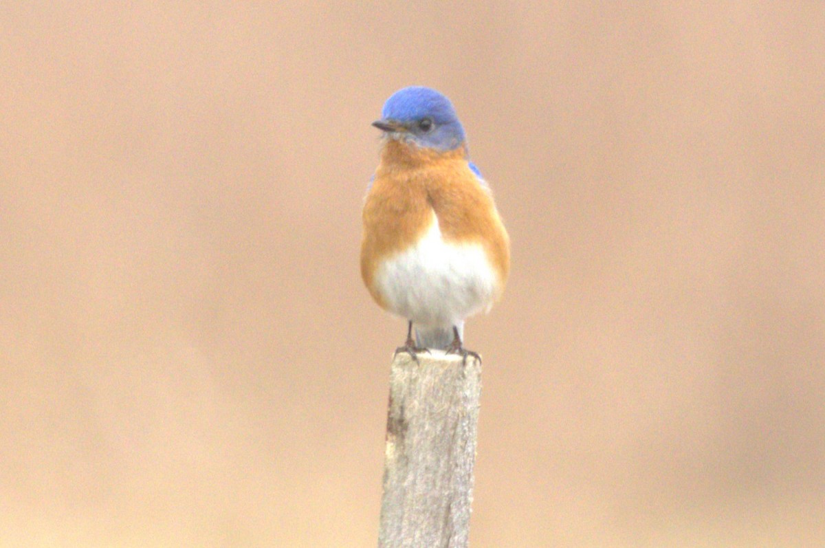 Eastern Bluebird - ML616803334