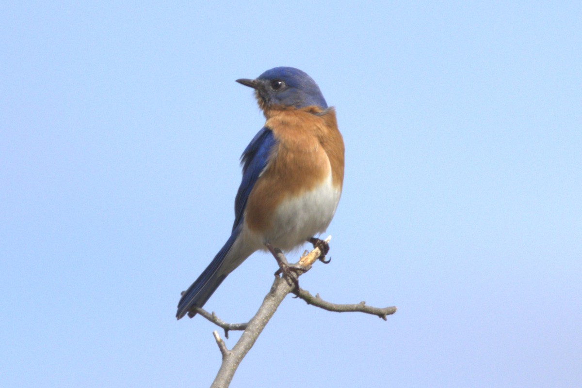 Eastern Bluebird - ML616803335