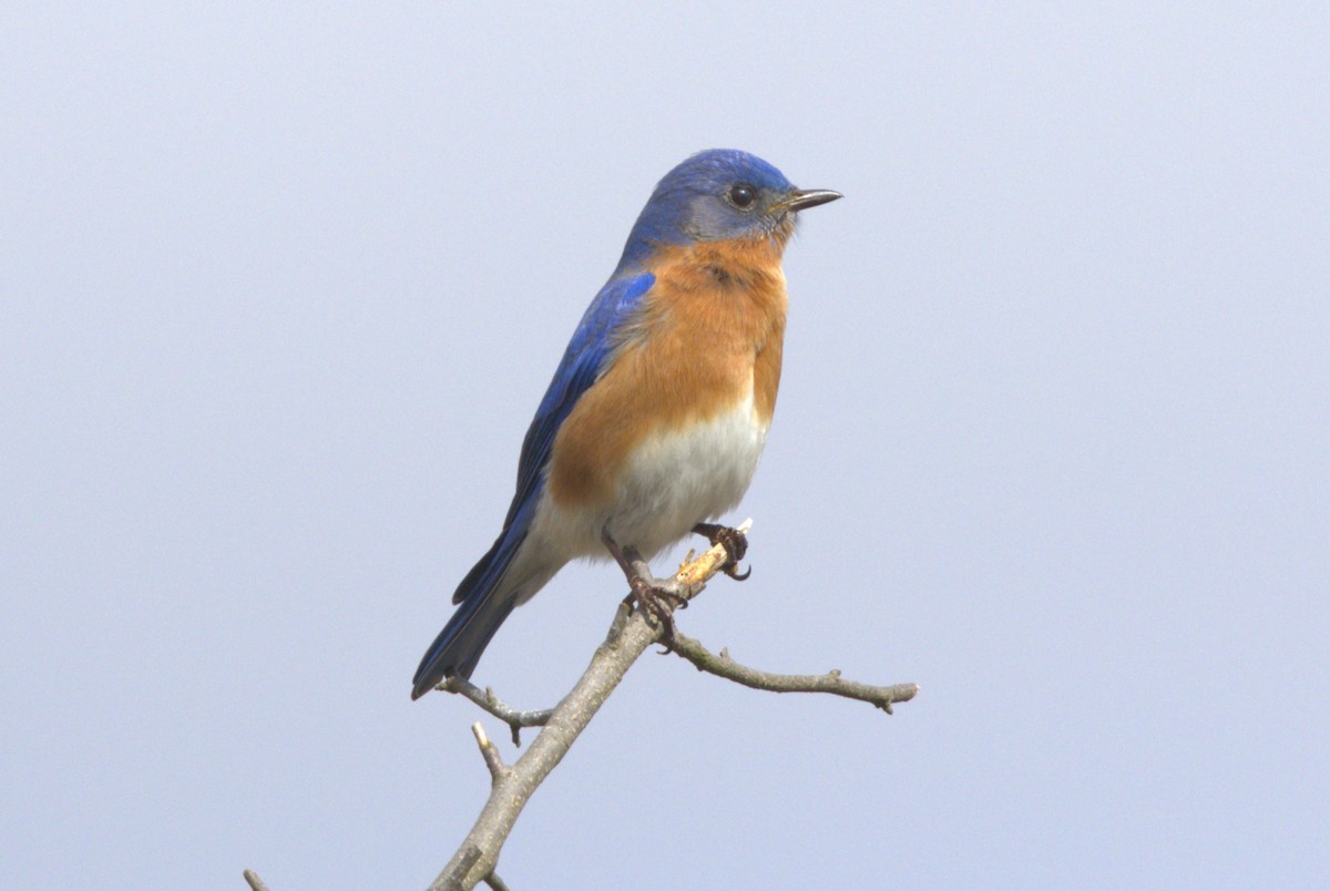 Eastern Bluebird - ML616803336