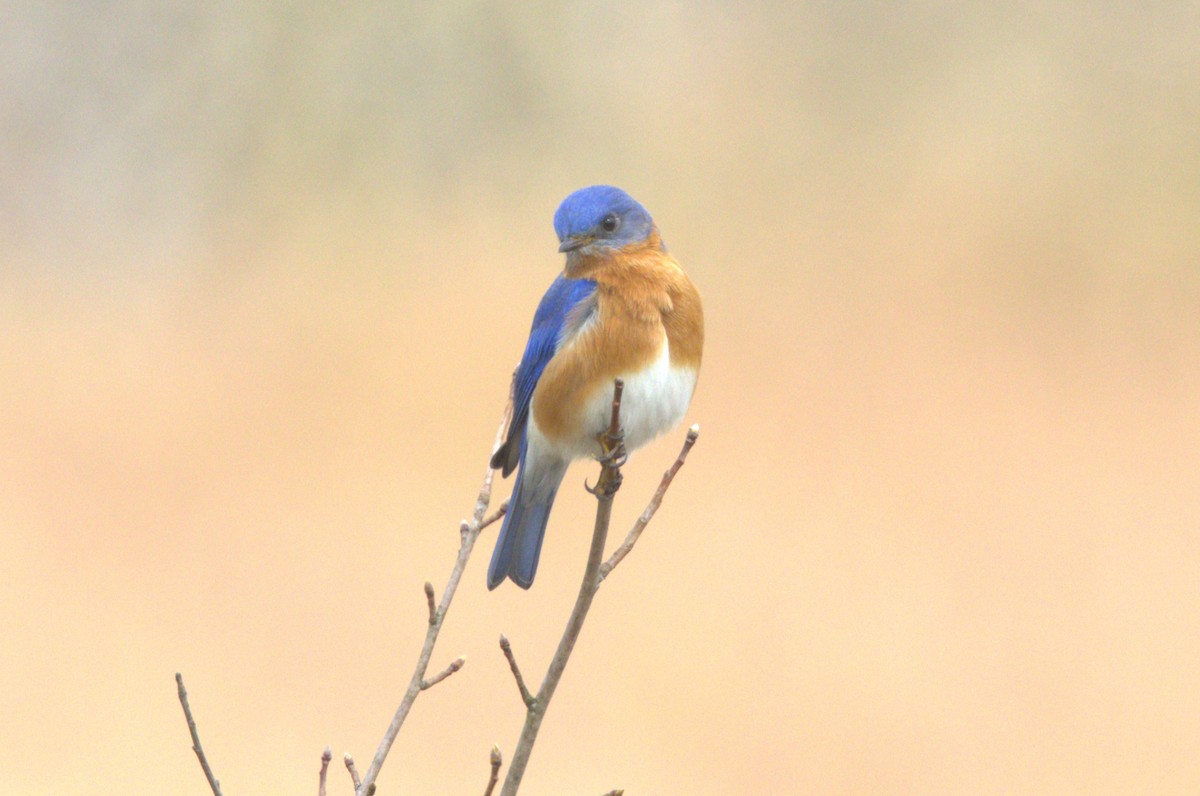 Eastern Bluebird - ML616803337