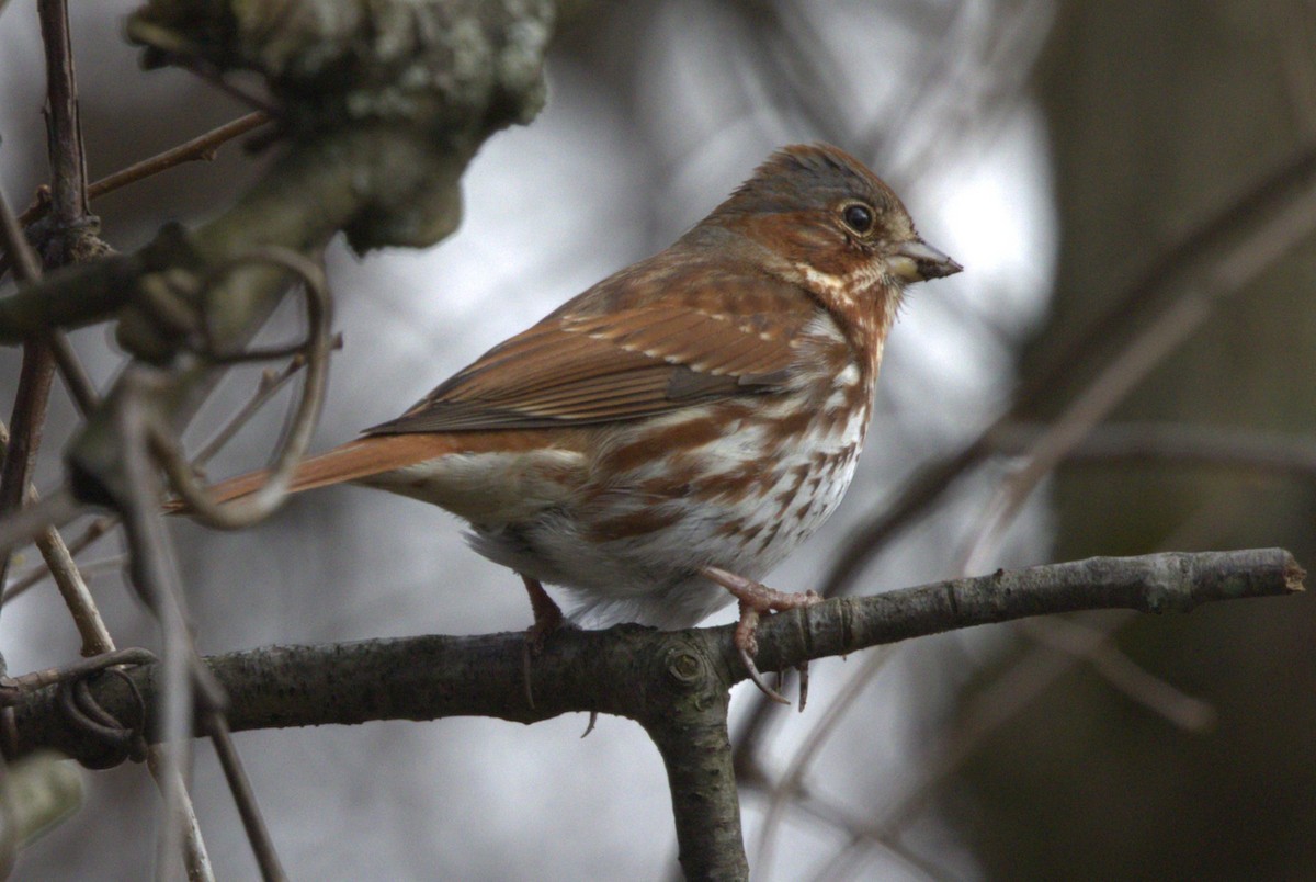 Fox Sparrow - ML616803346