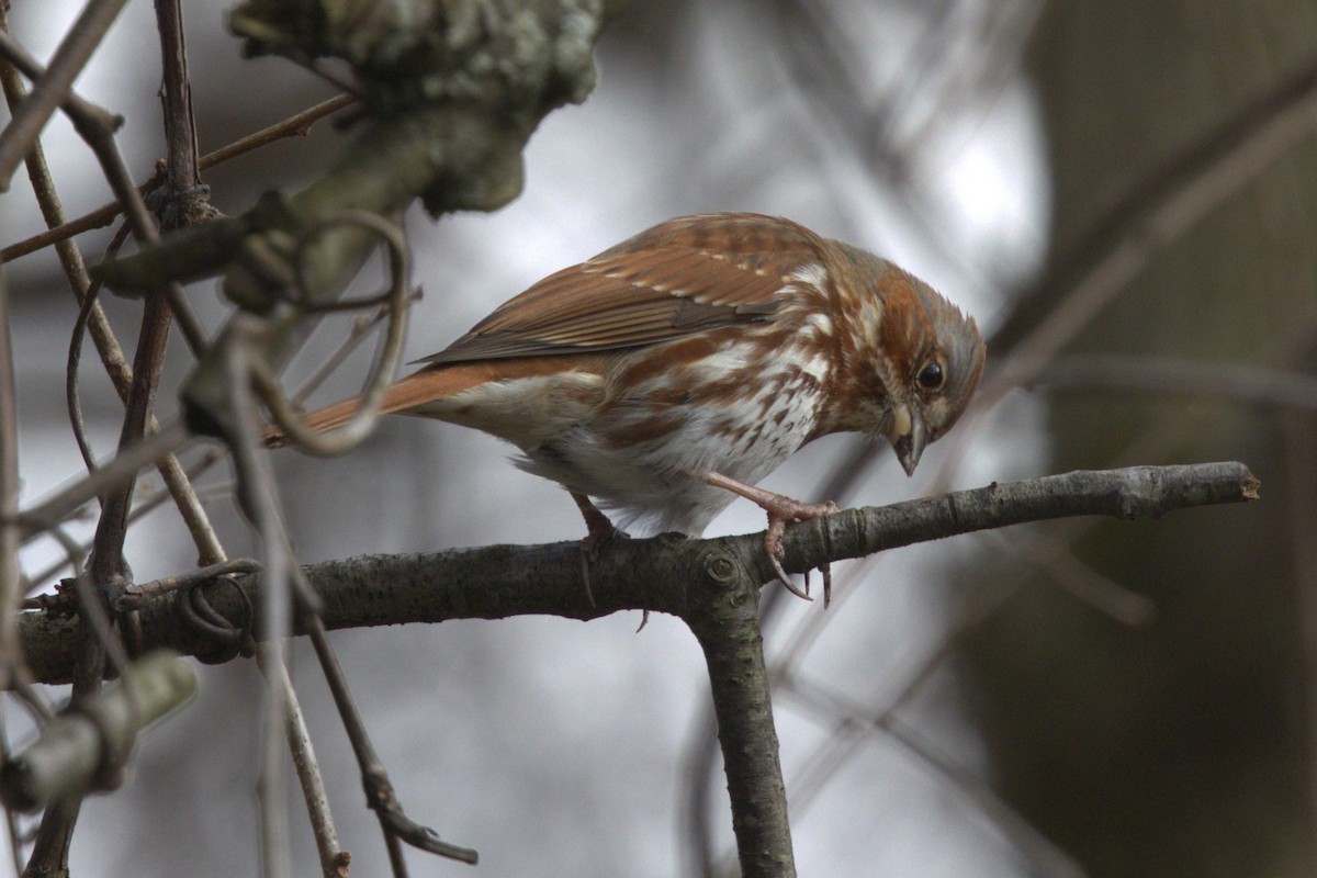 Fox Sparrow - ML616803350