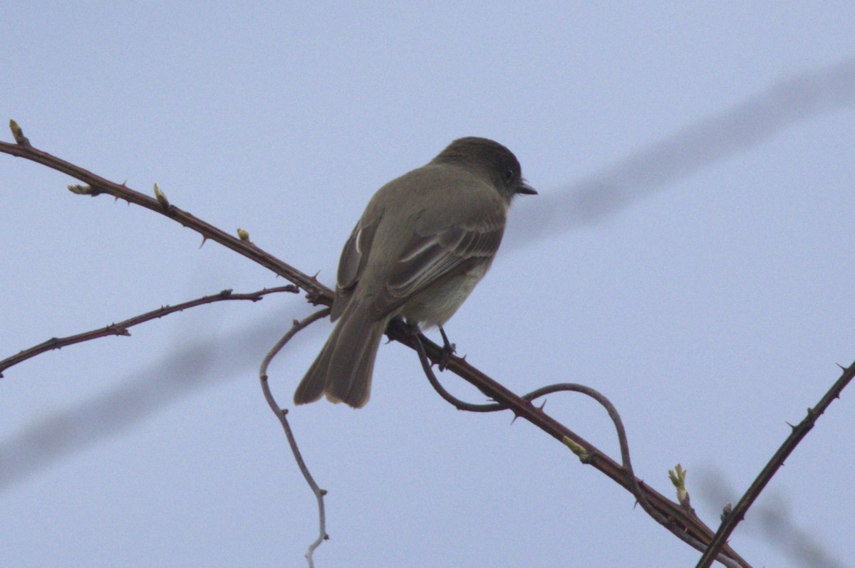 Eastern Phoebe - ML616803364