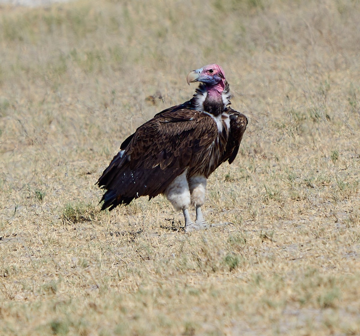 Lappet-faced Vulture - Steven Cheong