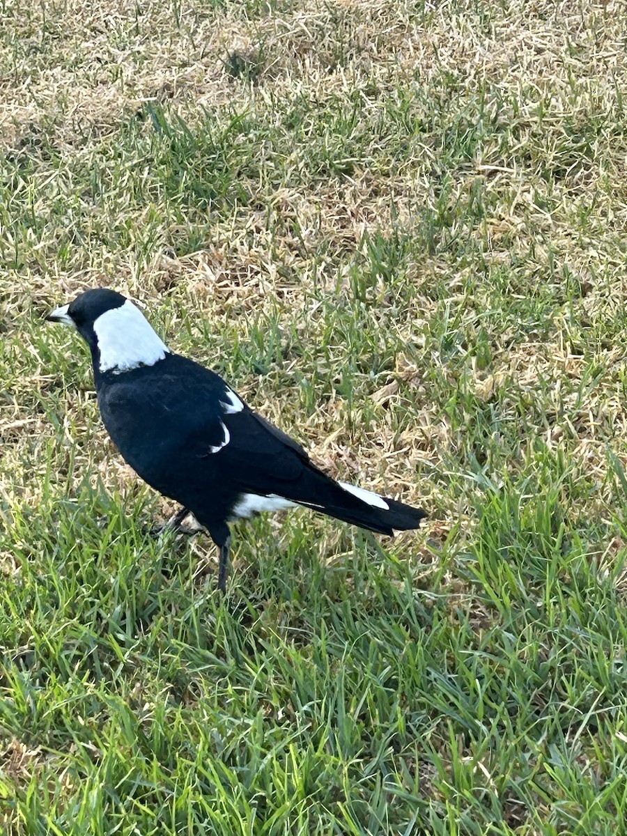 Australian Magpie (Black-backed) - ML616803393