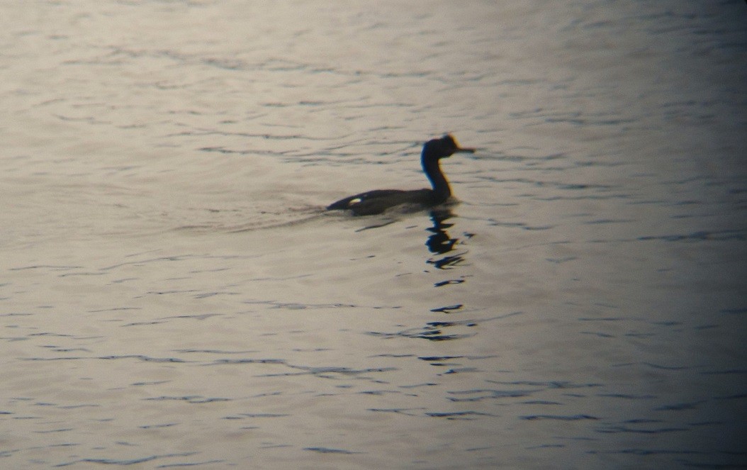 Pelagic Cormorant - ML616803458