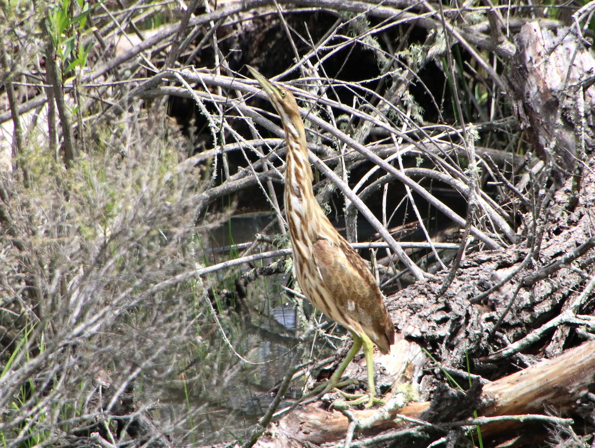 American Bittern - ML616803472