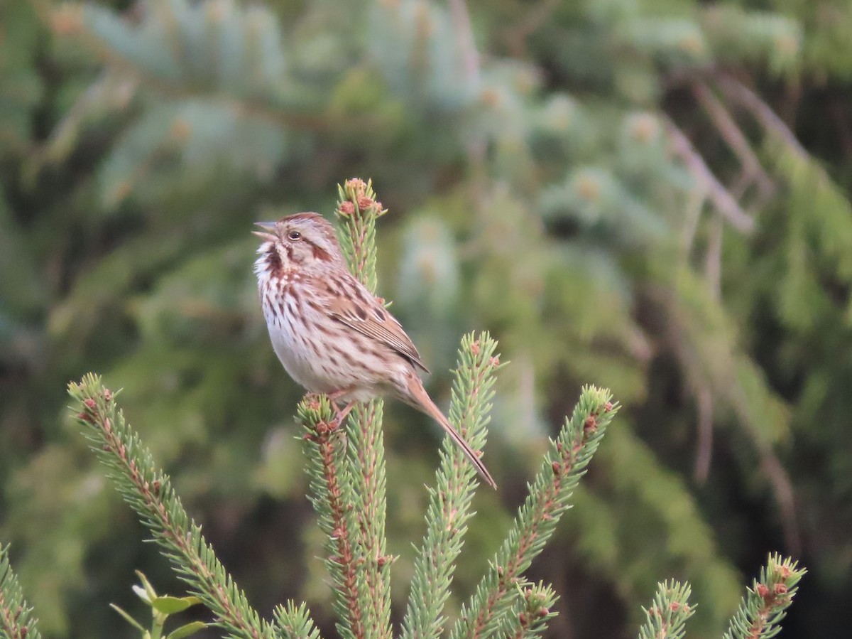 Song Sparrow - ML616803523