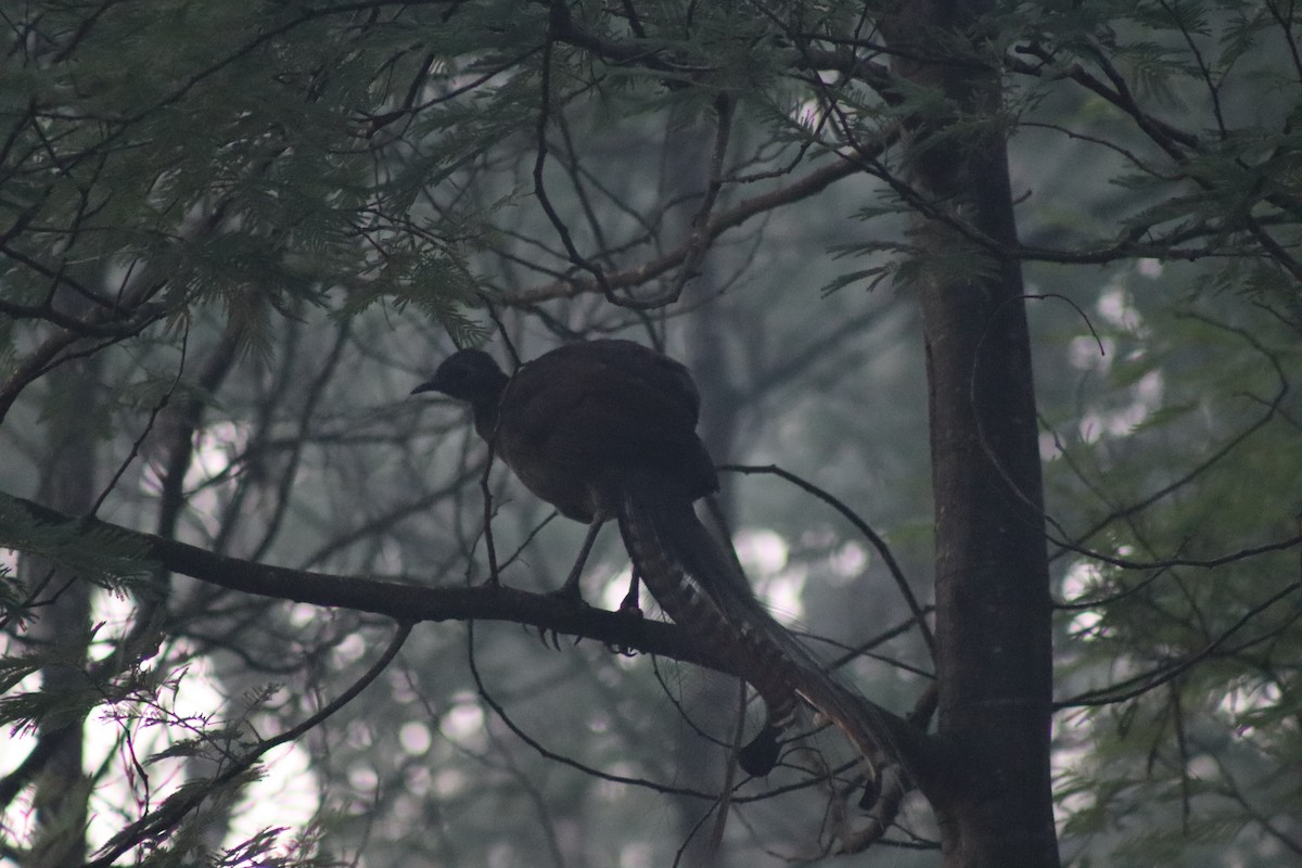 Superb Lyrebird - ML616803534