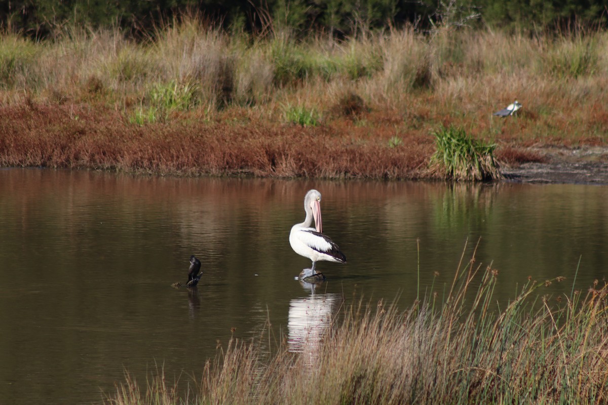pelikán australský - ML616803547