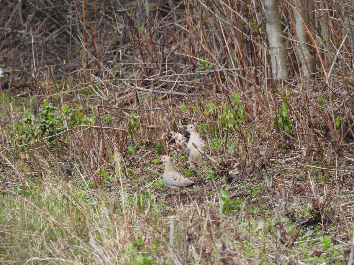 Mourning Dove - ML616803552