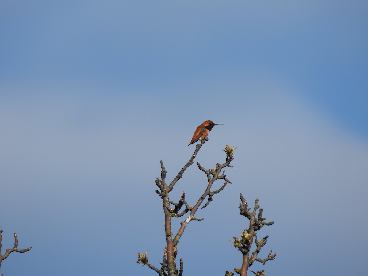 Rufous Hummingbird - Neil Hughes