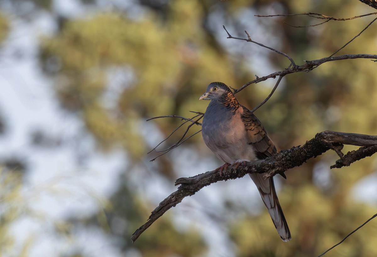 Bar-shouldered Dove - shorty w