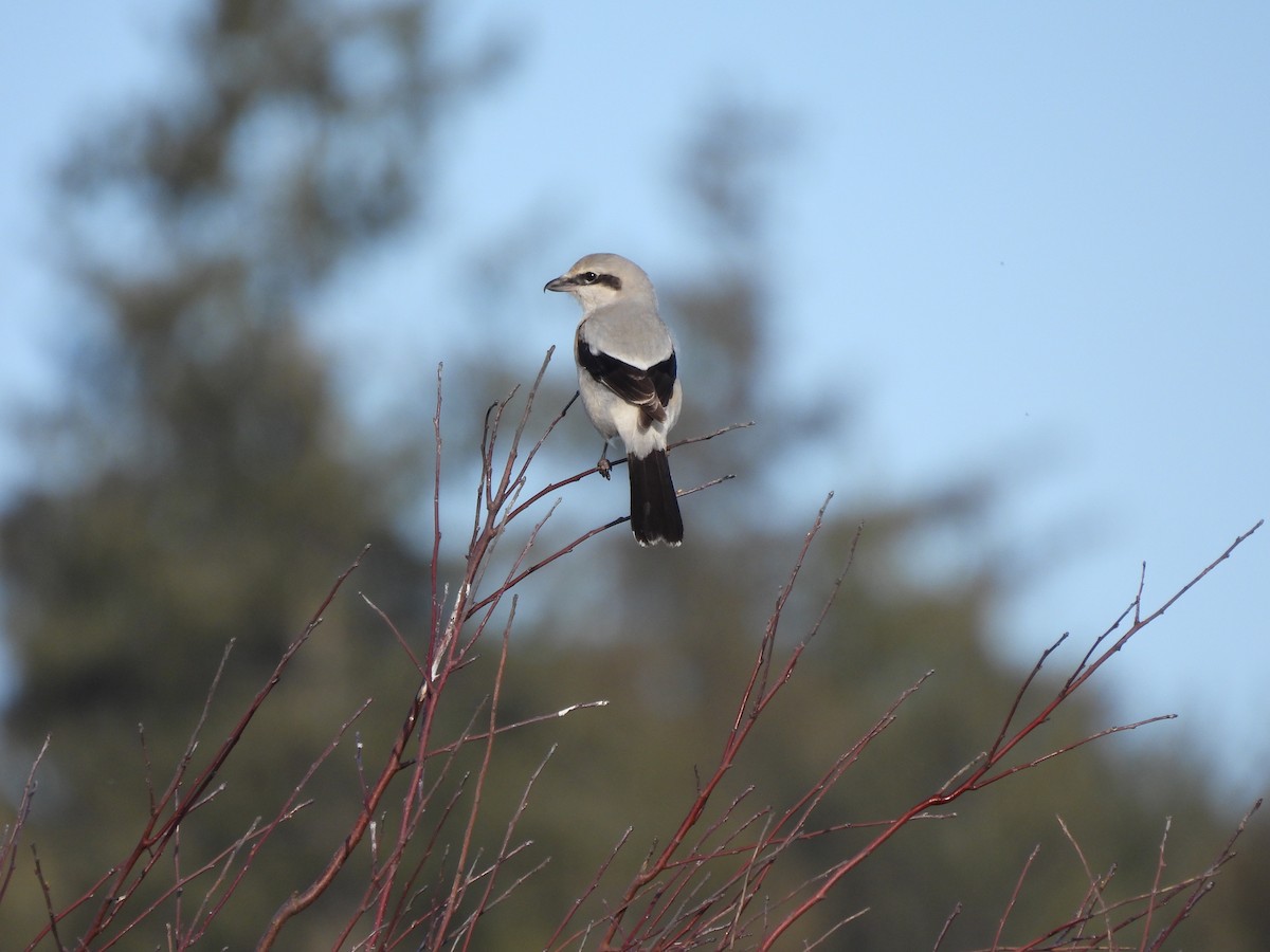 Northern Shrike - Neil Hughes