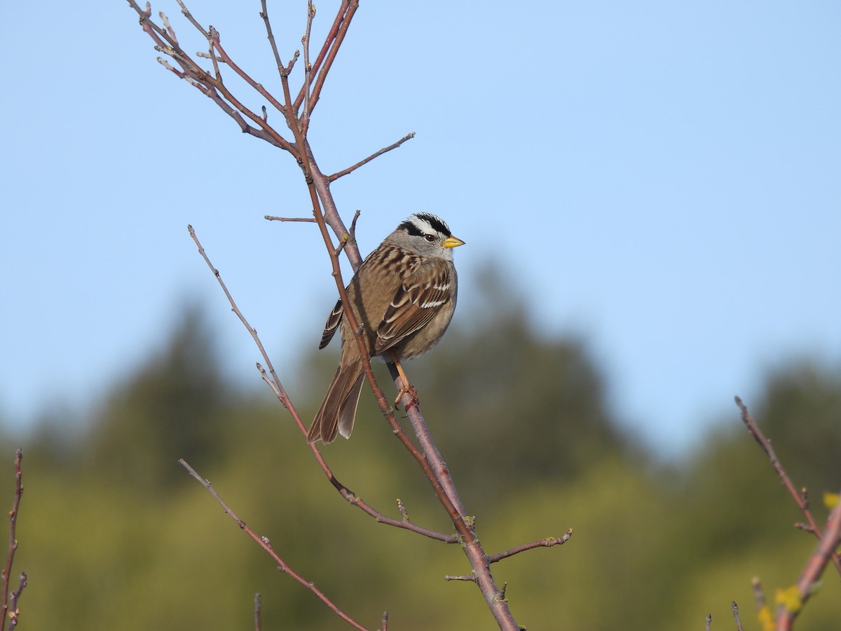 White-crowned Sparrow (pugetensis) - Neil Hughes