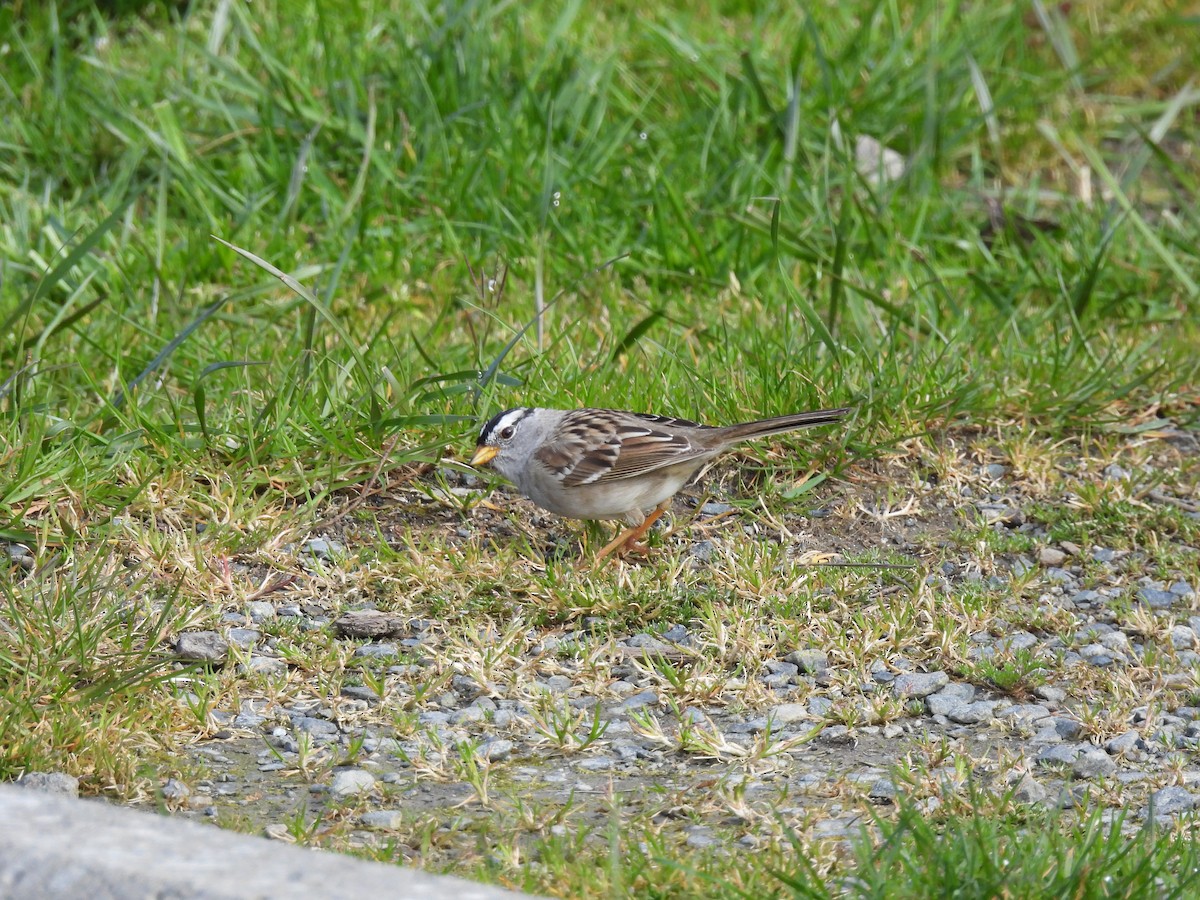 White-crowned Sparrow (pugetensis) - Neil Hughes