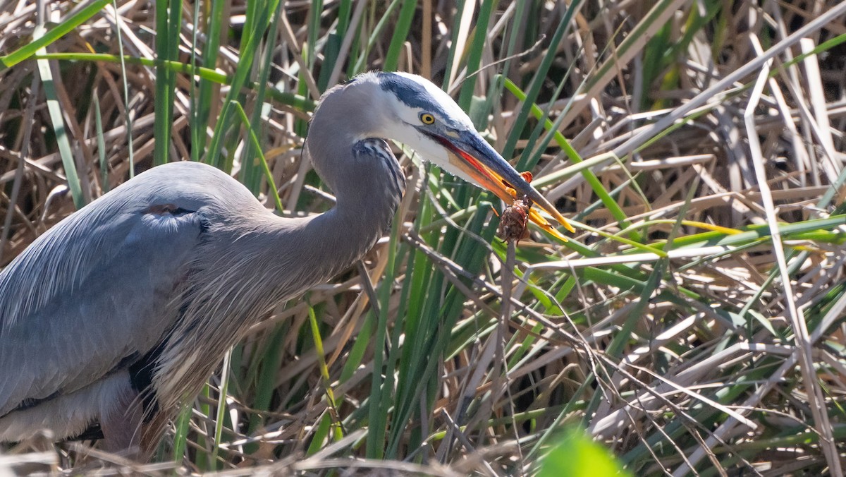 Garza Azulada - ML616803592