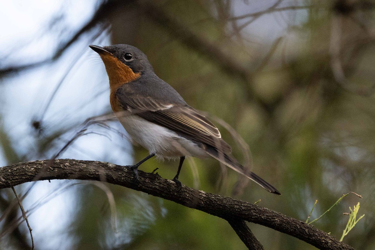 Satin Flycatcher - ML616803595