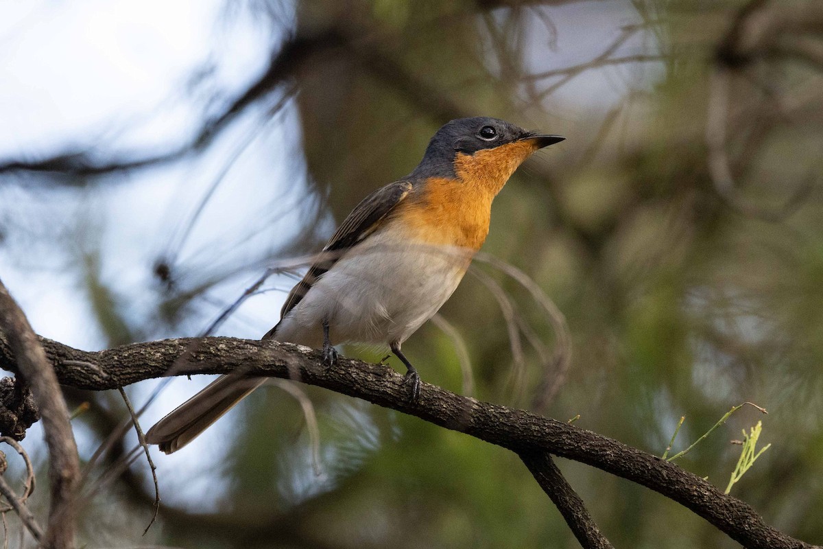 Satin Flycatcher - ML616803597