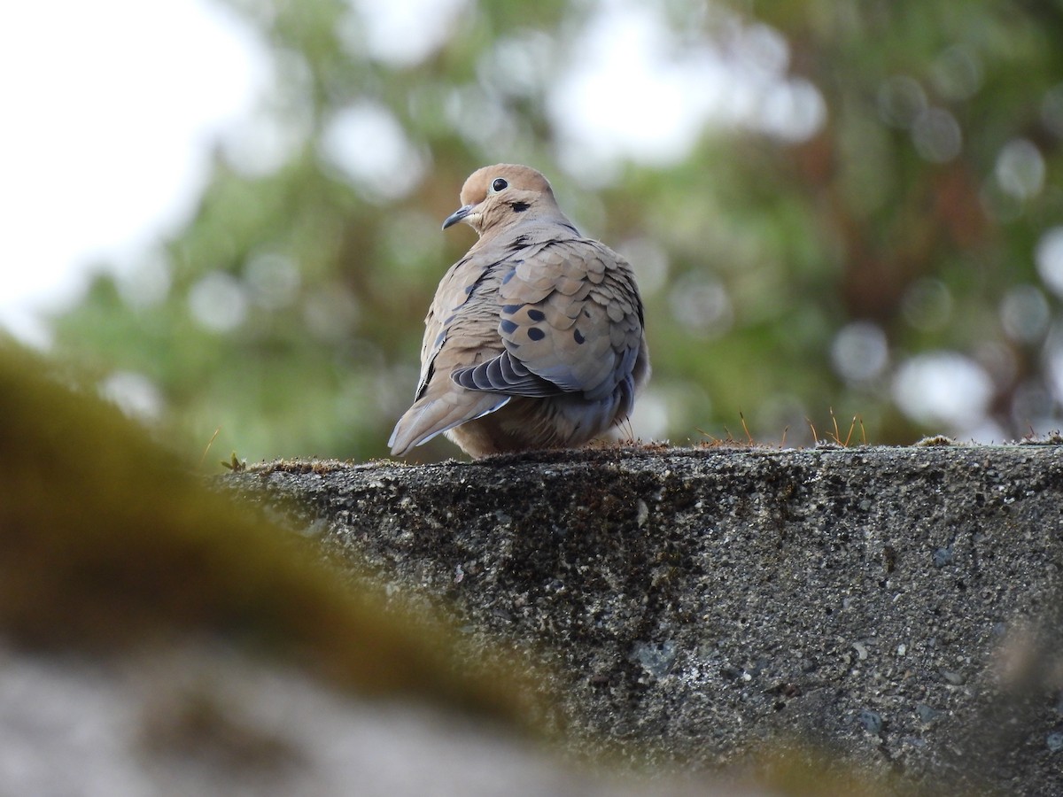 Mourning Dove - Neil Hughes