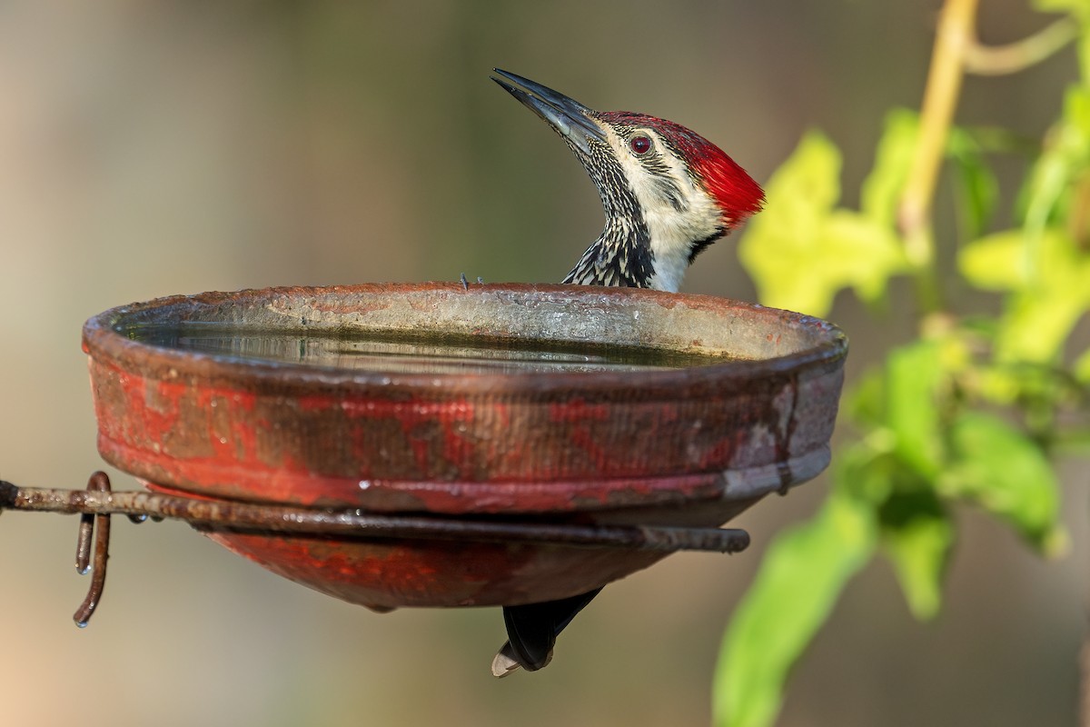 Black-rumped Flameback - Arijit Banerjee