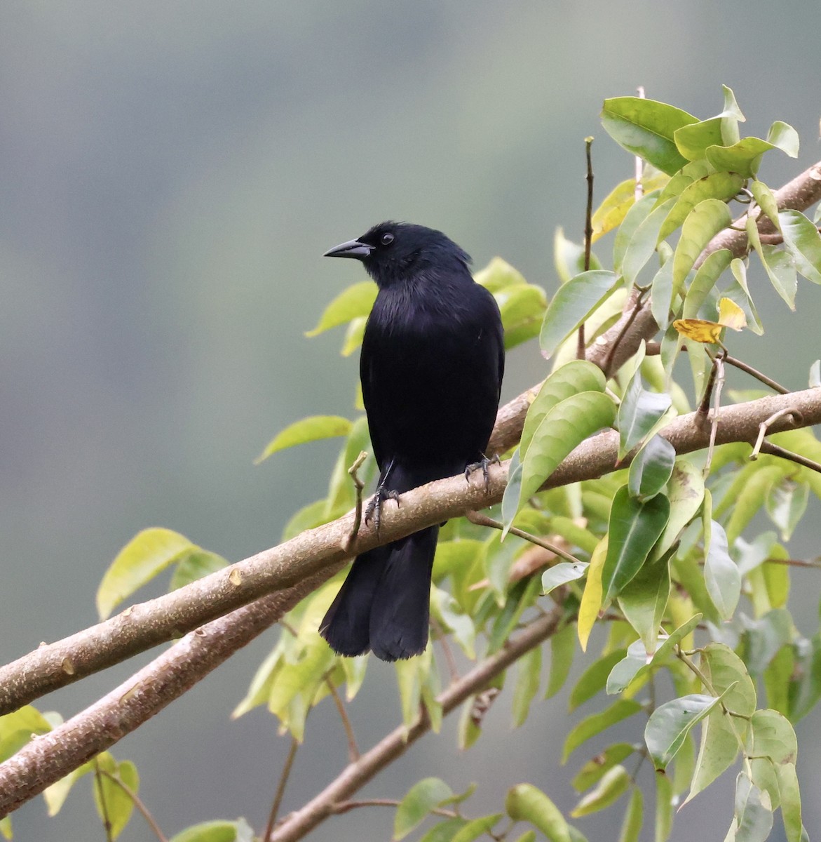 Cuban Blackbird - ML616803738