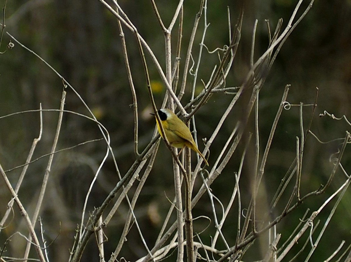 Common Yellowthroat - ML616803837